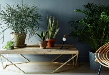 Kako do lepih in zdravih sobnih rastlin?