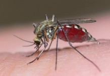 Repelent proti komarjem